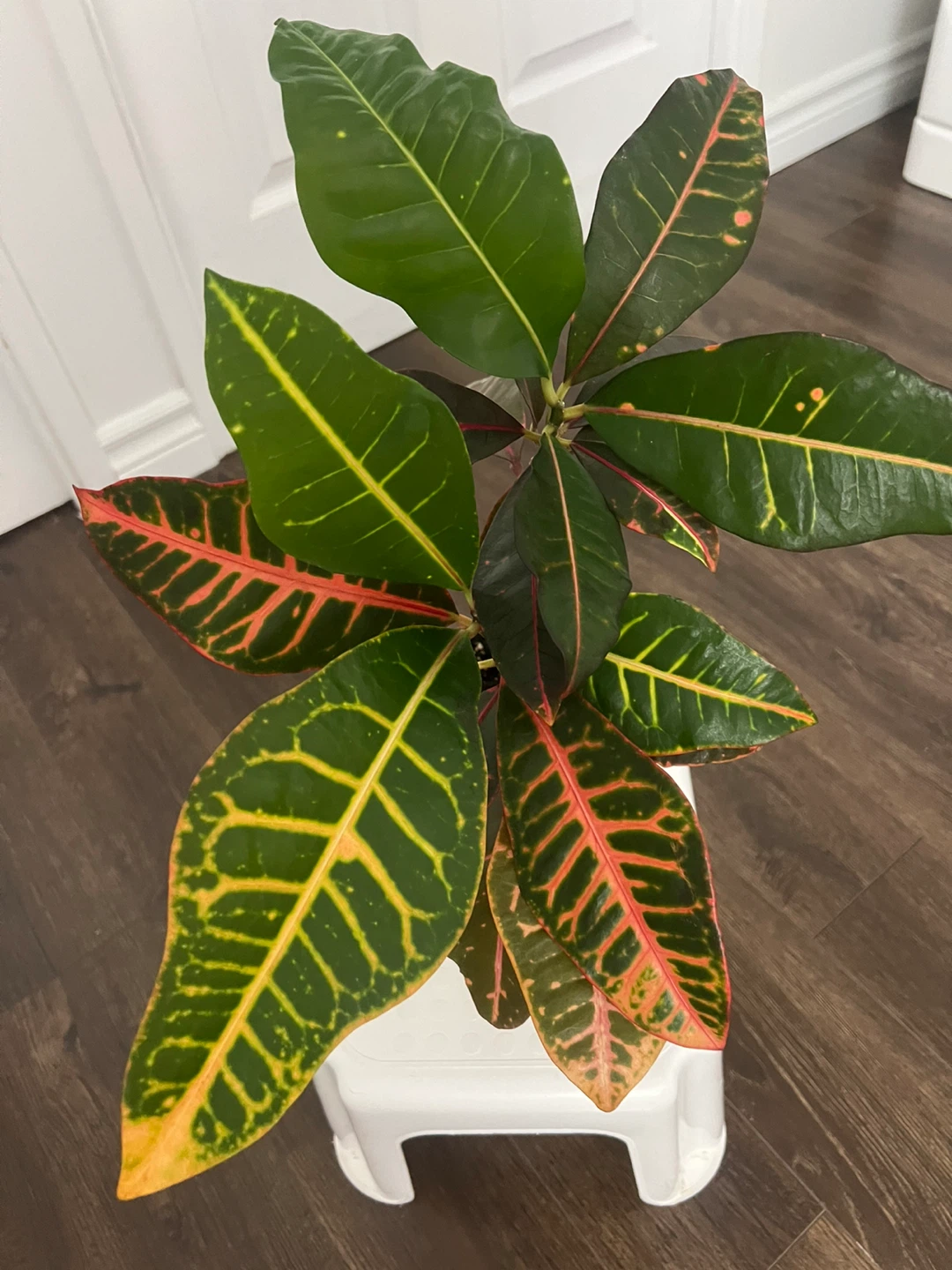 Croton Plant