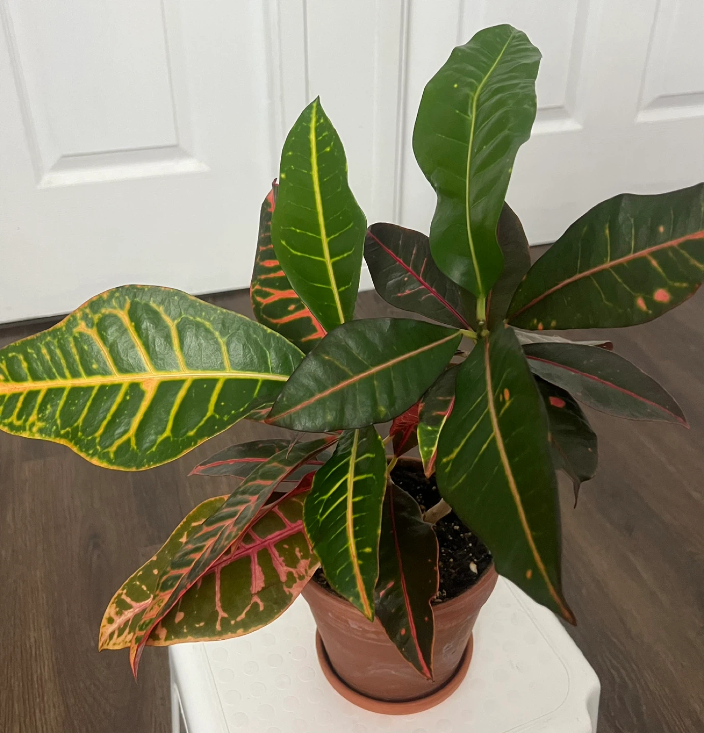Croton Plant - photo 2