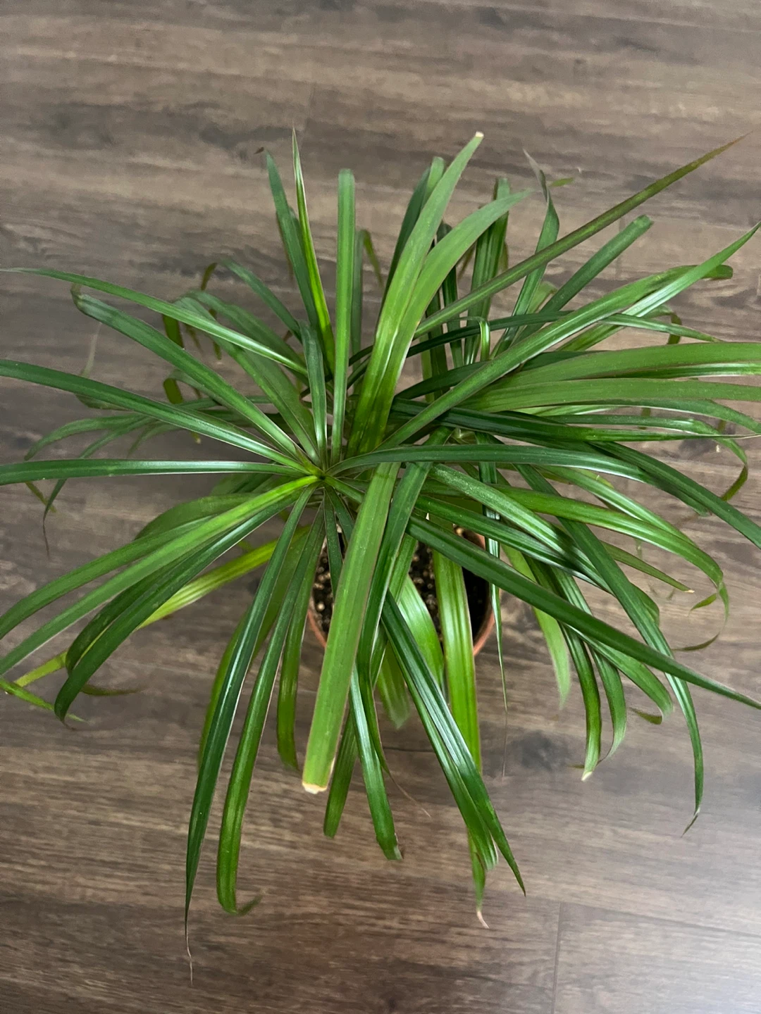 Dracena - Dragon Plant