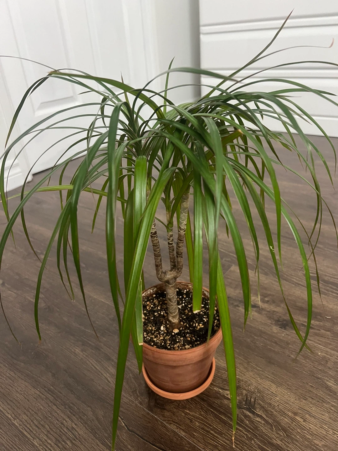 Dracena - Dragon Plant - photo 2