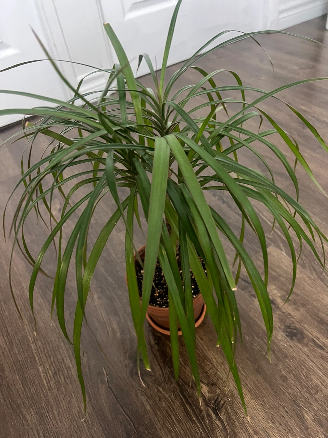 Dracena - Dragon Plant - photo 3