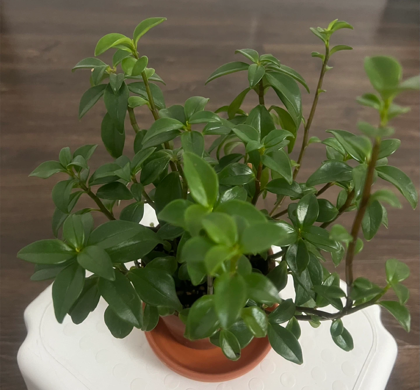 Peperomia Amigo Marcello variant plant - photo 2