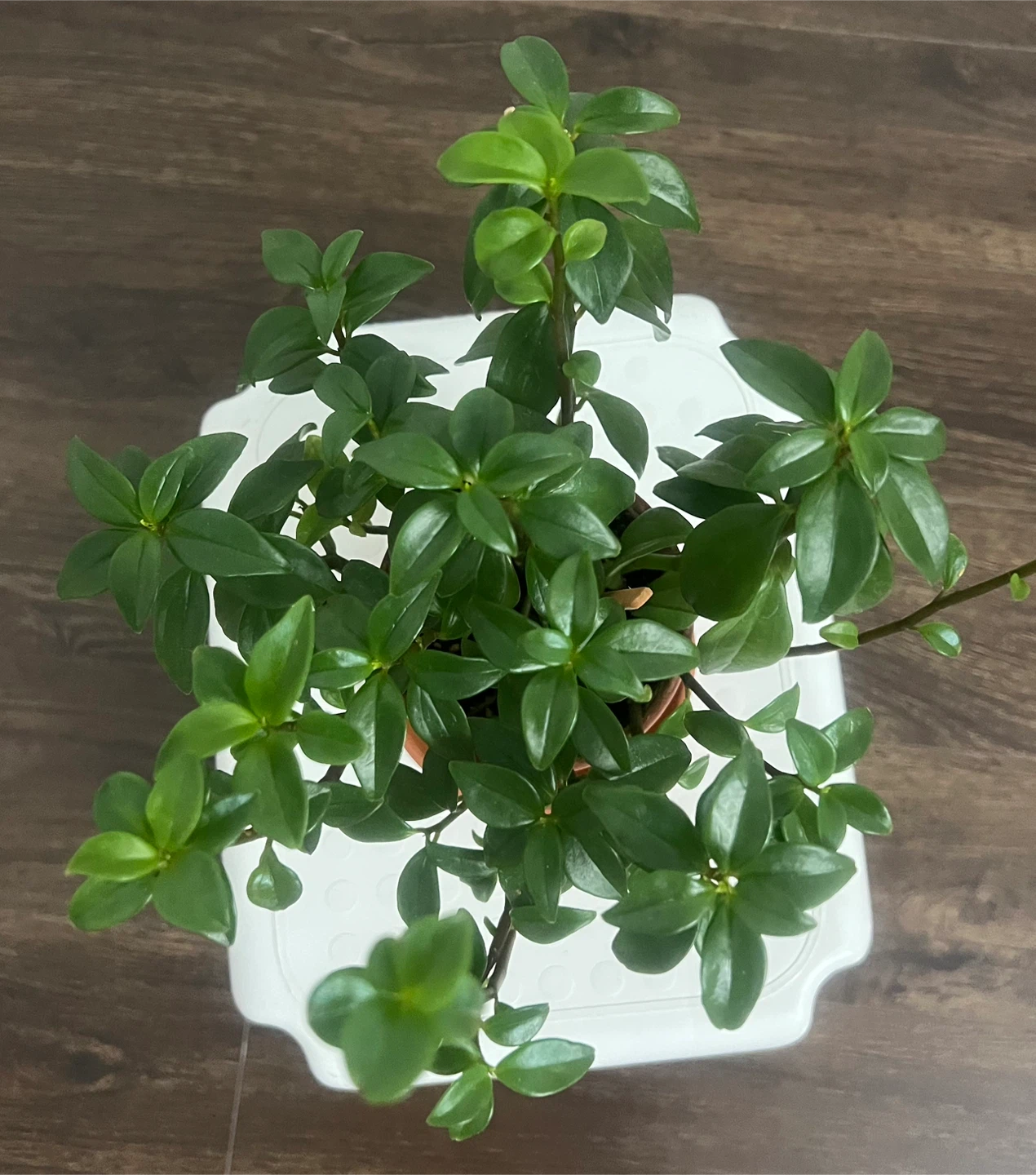 Peperomia Amigo Marcello variant plant
