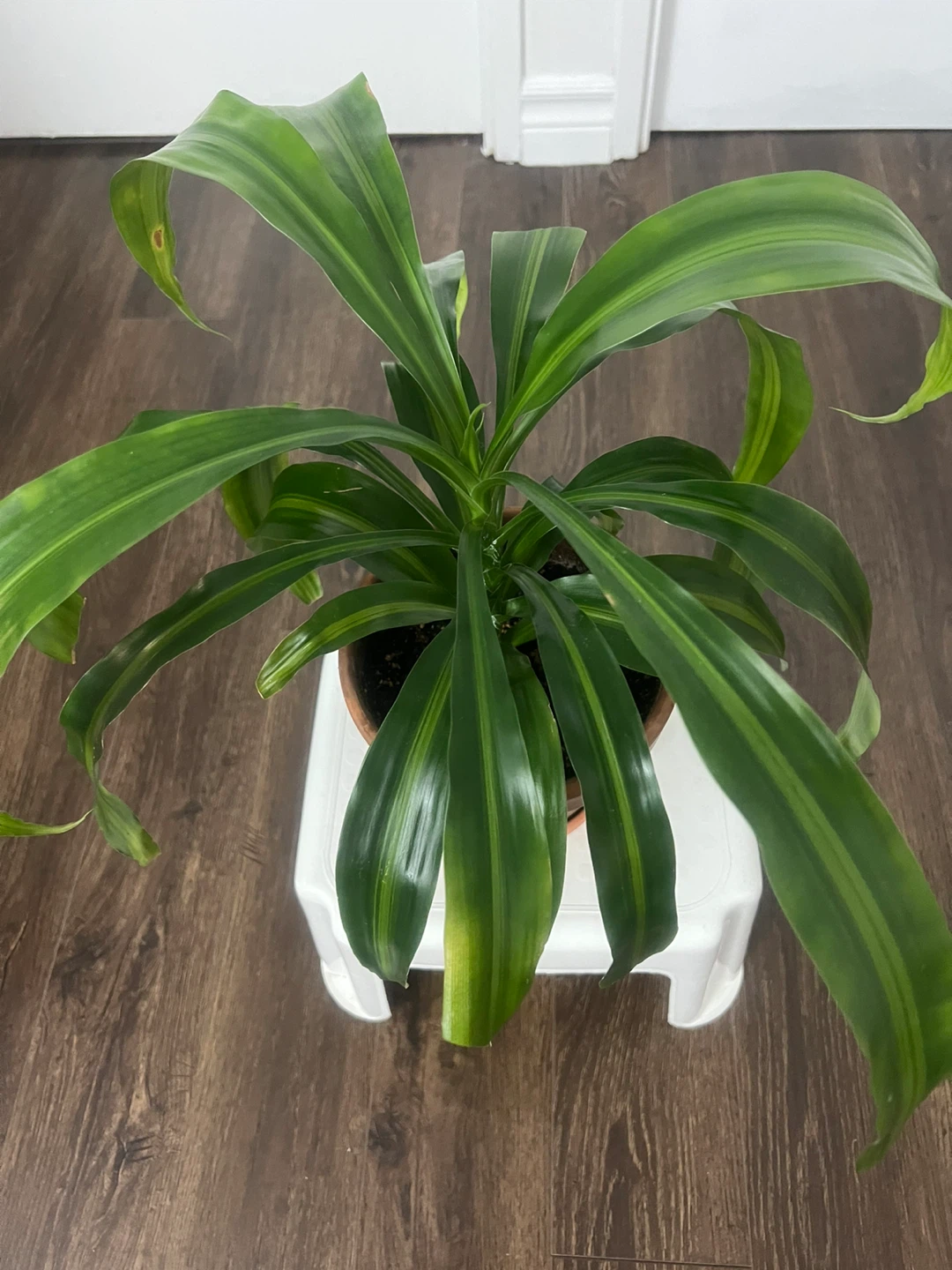 Cane Plant (Striped Dracaena) - photo 2