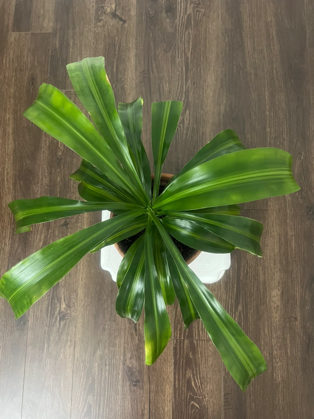 Cane Plant (Striped Dracaena)