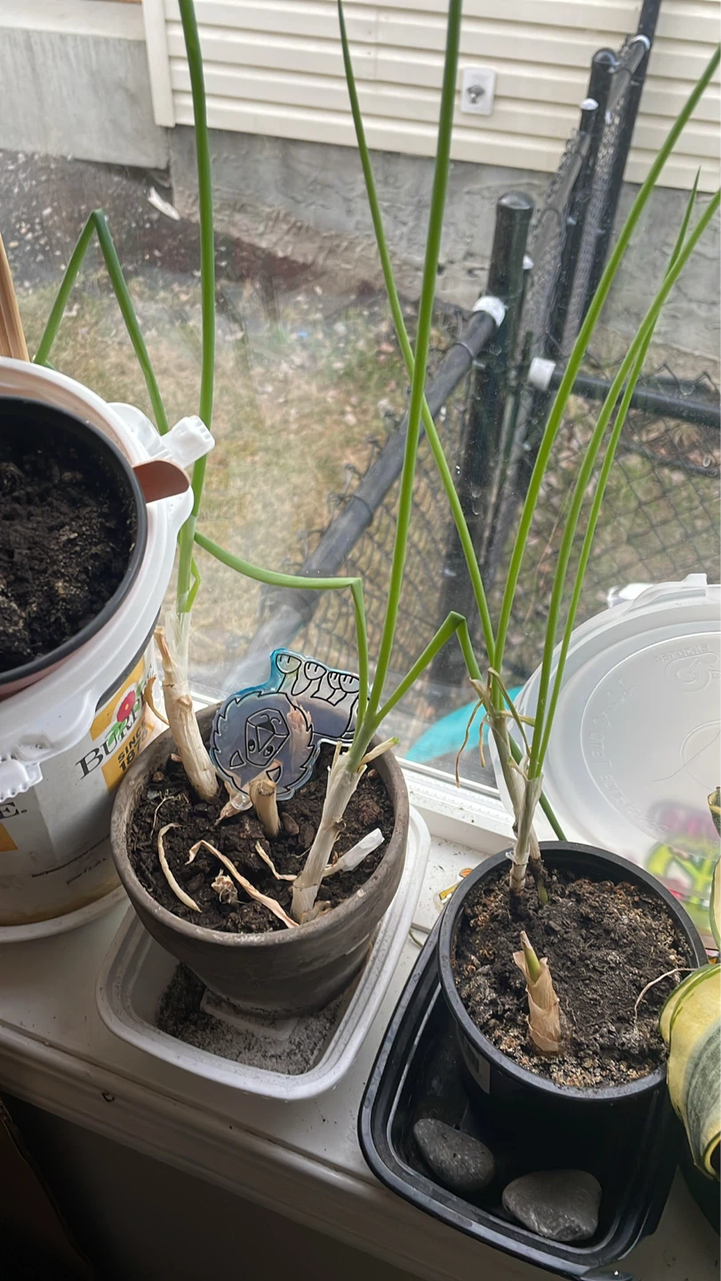 Green Onions Plants in Pots