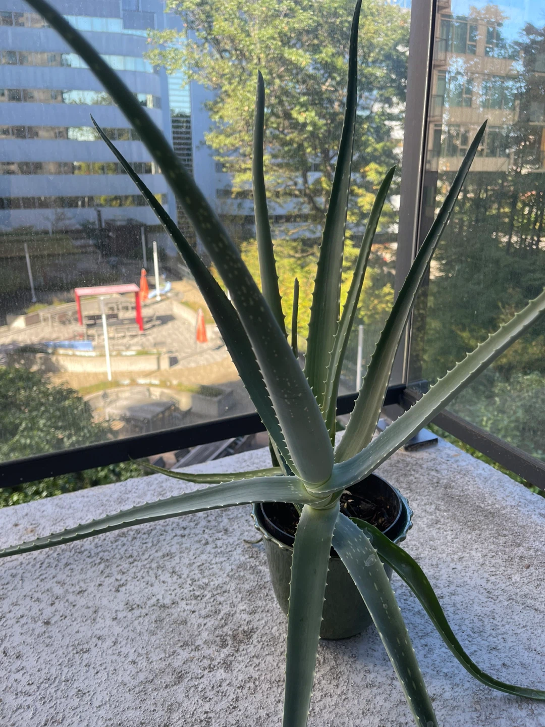 Aloe Vera Plant - photo 2