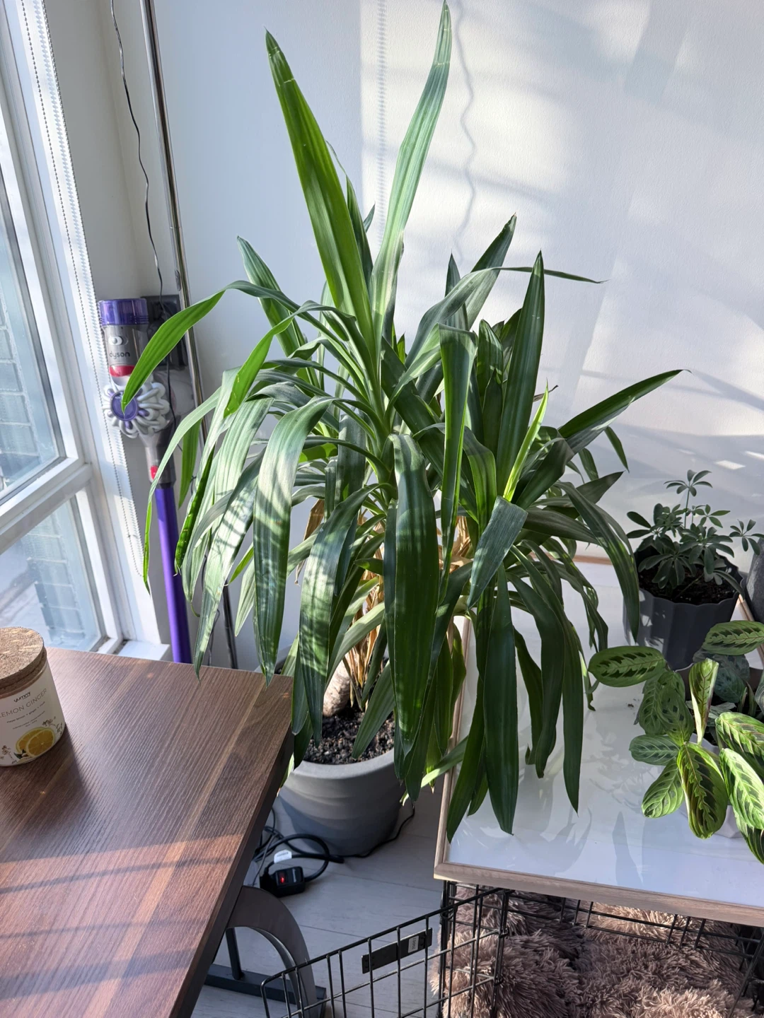 Large Yucca Plant in Grey Pot - photo 2