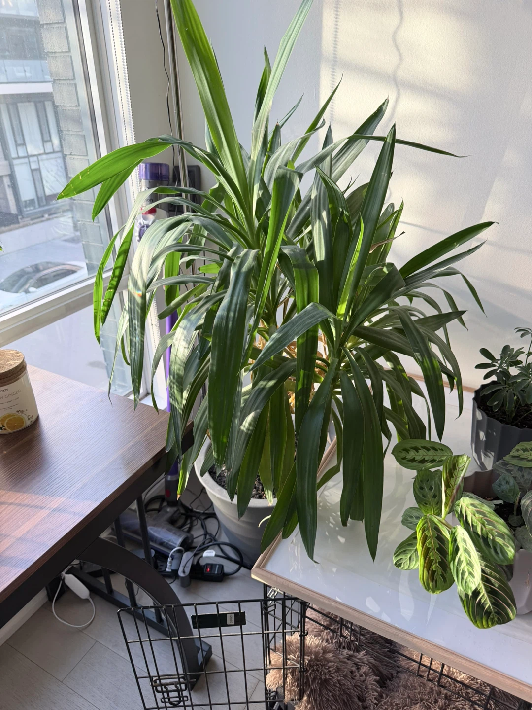 Large Yucca Plant in Grey Pot - photo 3