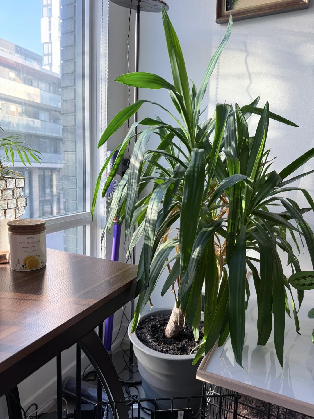 Large Yucca Plant in Grey Pot