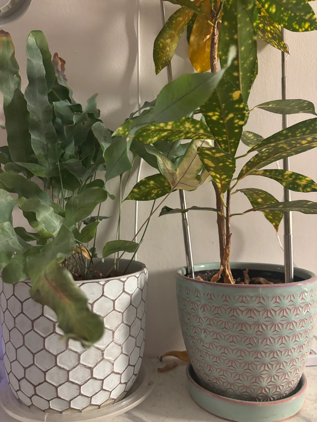 (Free) Two potted plants with the pots