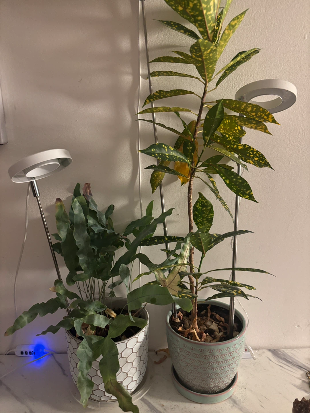 (Free) Two potted plants with the pots - photo 2