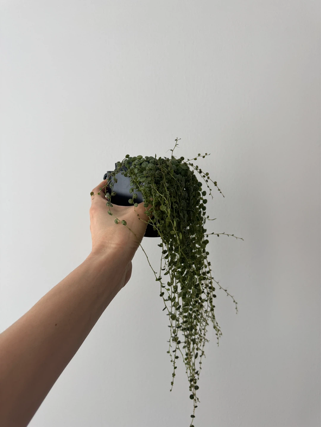 String of Turtles (Peperomia prostrata) - photo 4