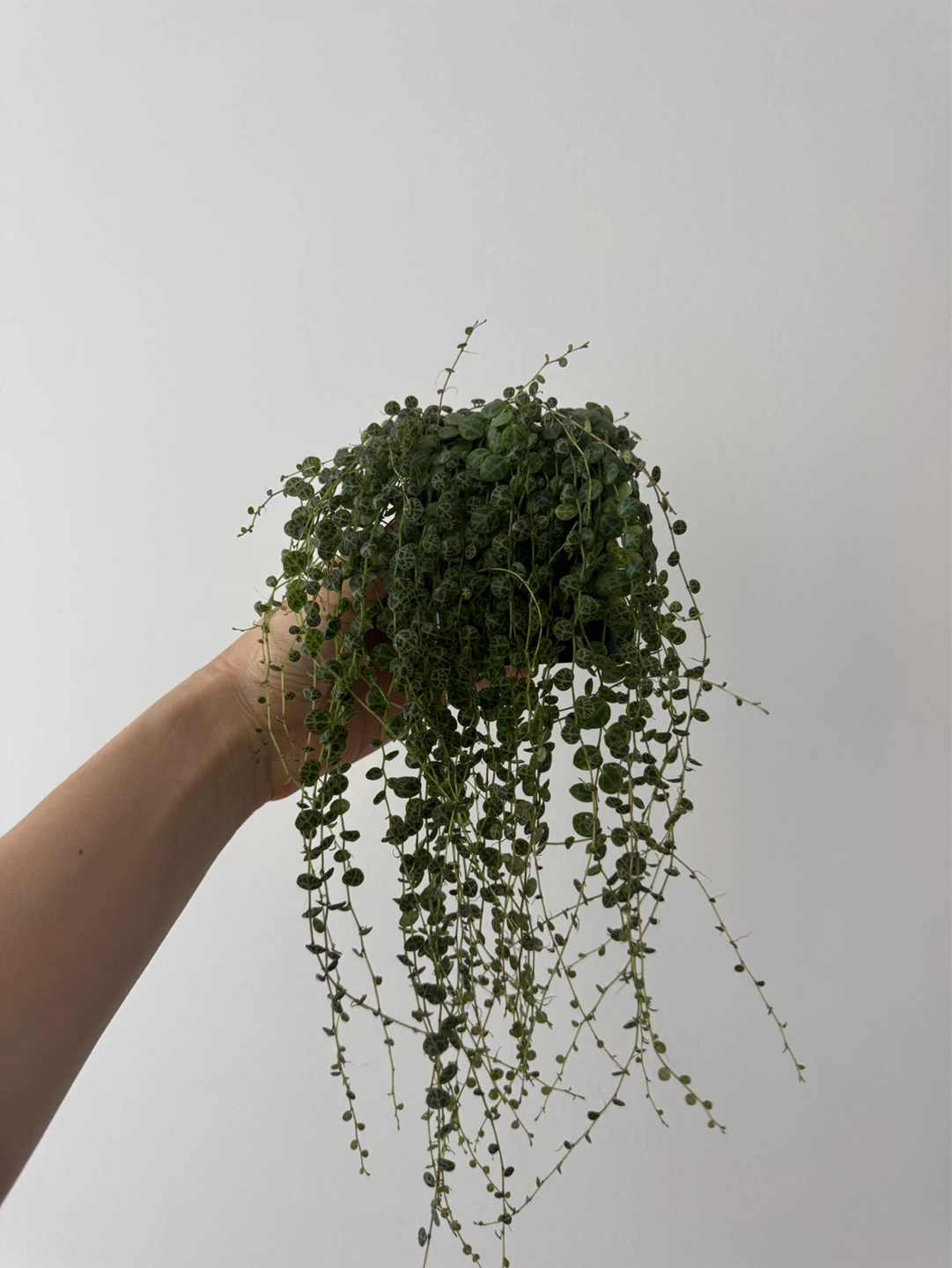 String of Turtles (Peperomia prostrata)