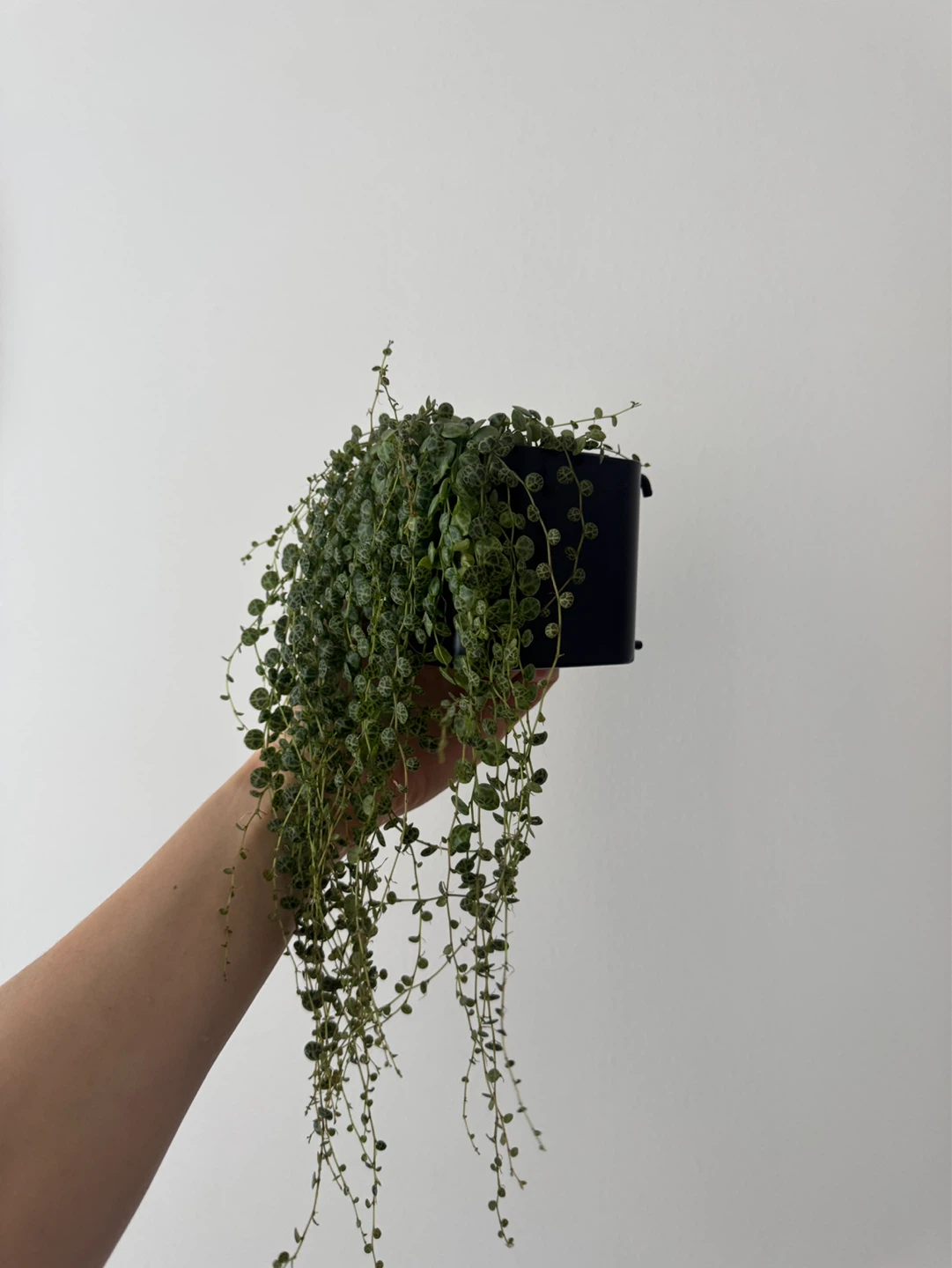 String of Turtles (Peperomia prostrata) - photo 3