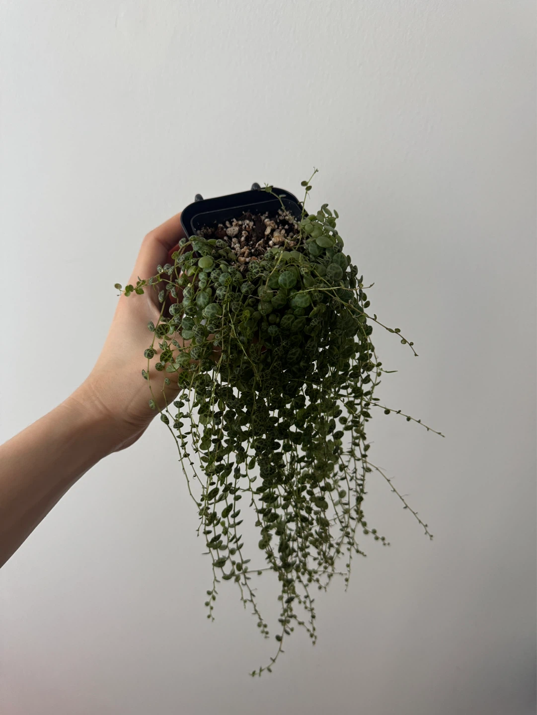 String of Turtles (Peperomia prostrata) - photo 5
