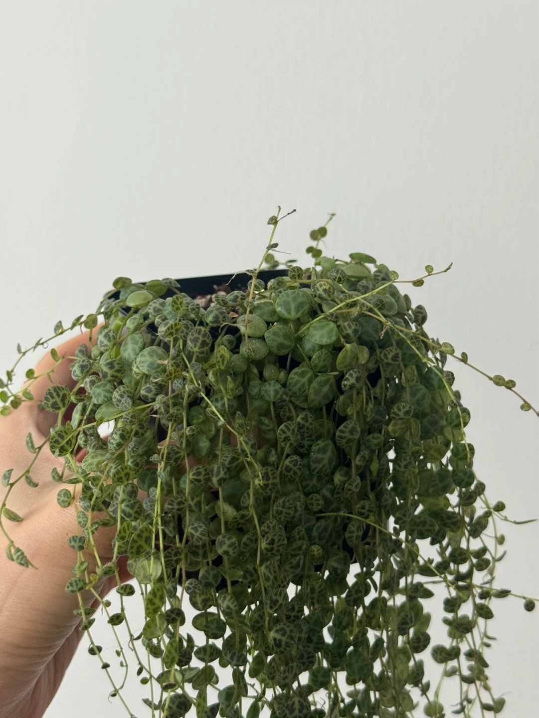 String of Turtles (Peperomia prostrata) - photo 2