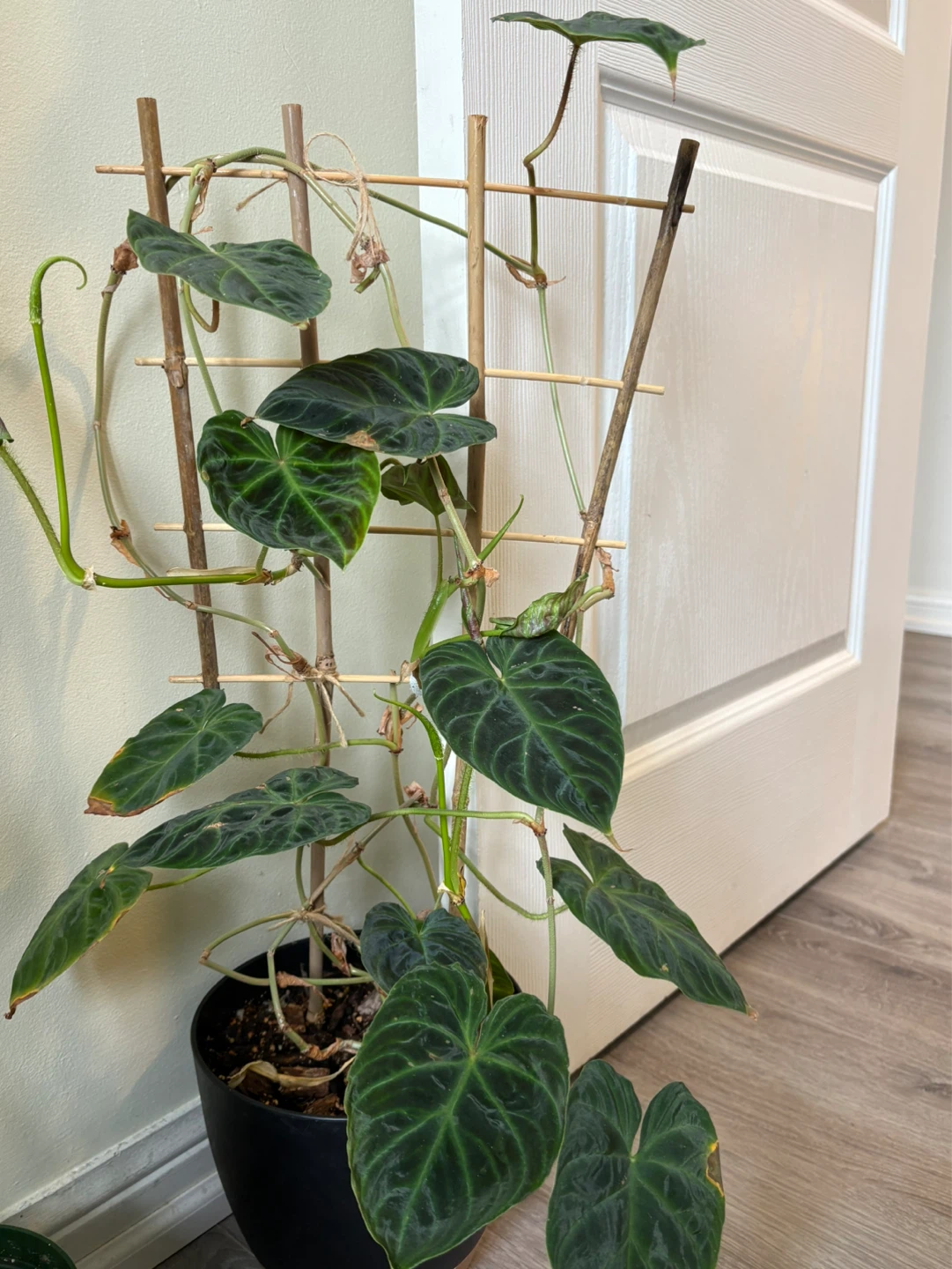 Philodendron verrucosum - 8 inch