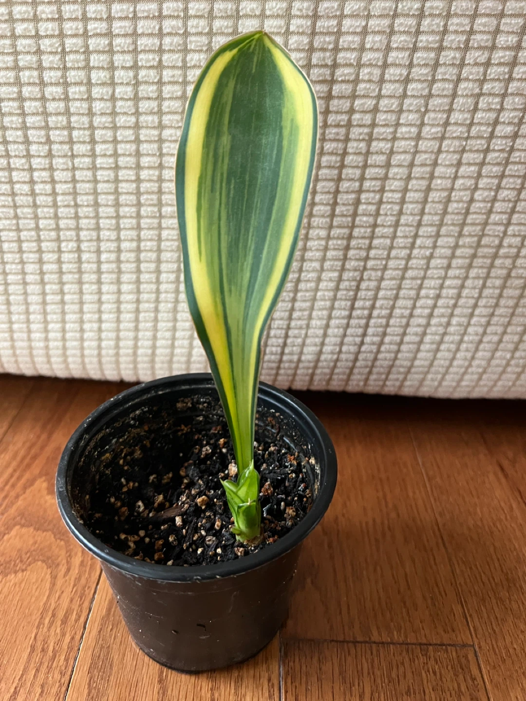 SuperCute RareFind WhaleFinSnakePlant ONLY $25 - photo 4