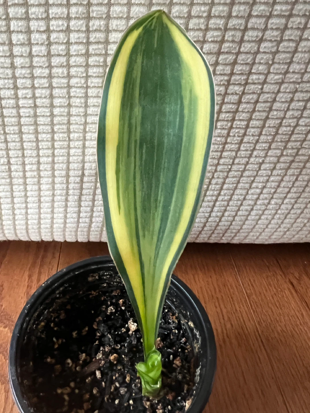 SuperCute RareFind WhaleFinSnakePlant ONLY $25 - photo 3