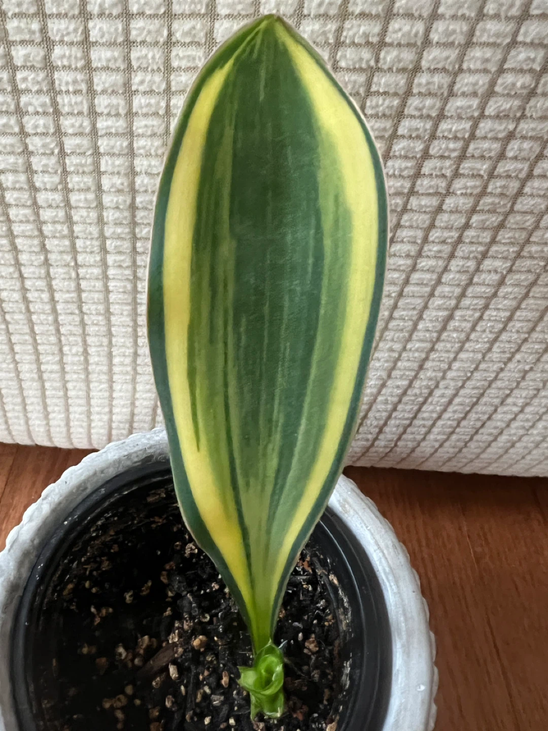 SuperCute RareFind WhaleFinSnakePlant ONLY $25