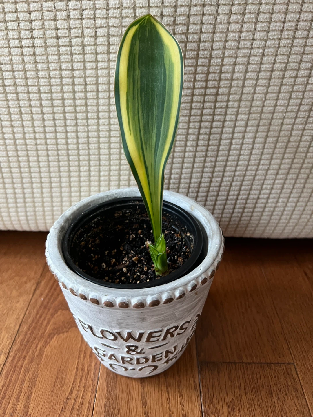 SuperCute RareFind WhaleFinSnakePlant ONLY $25 - photo 2