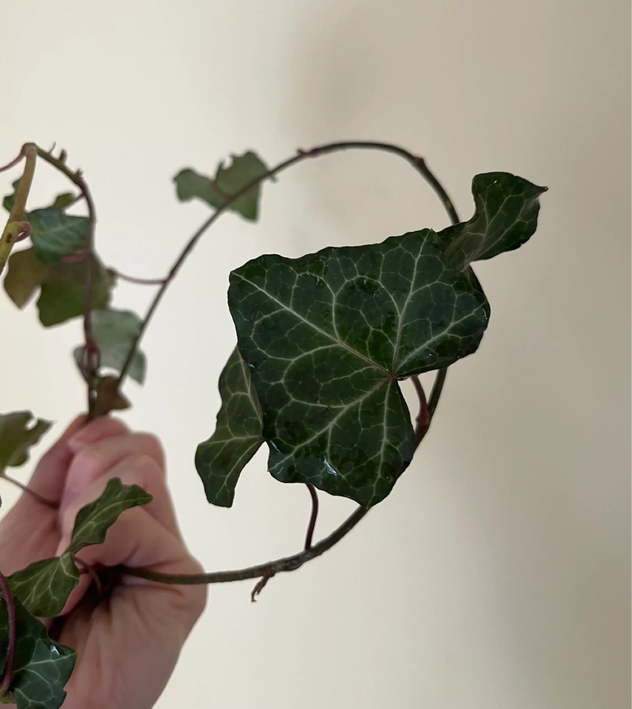 English Ivy Cutting