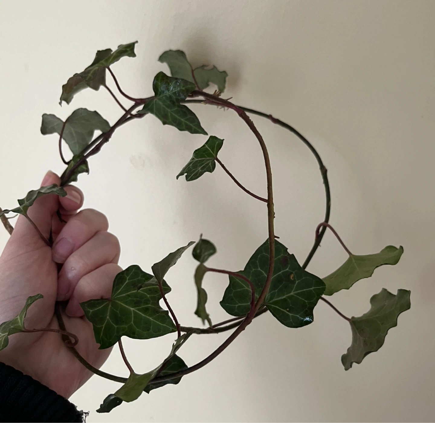 English Ivy Cutting - photo 2