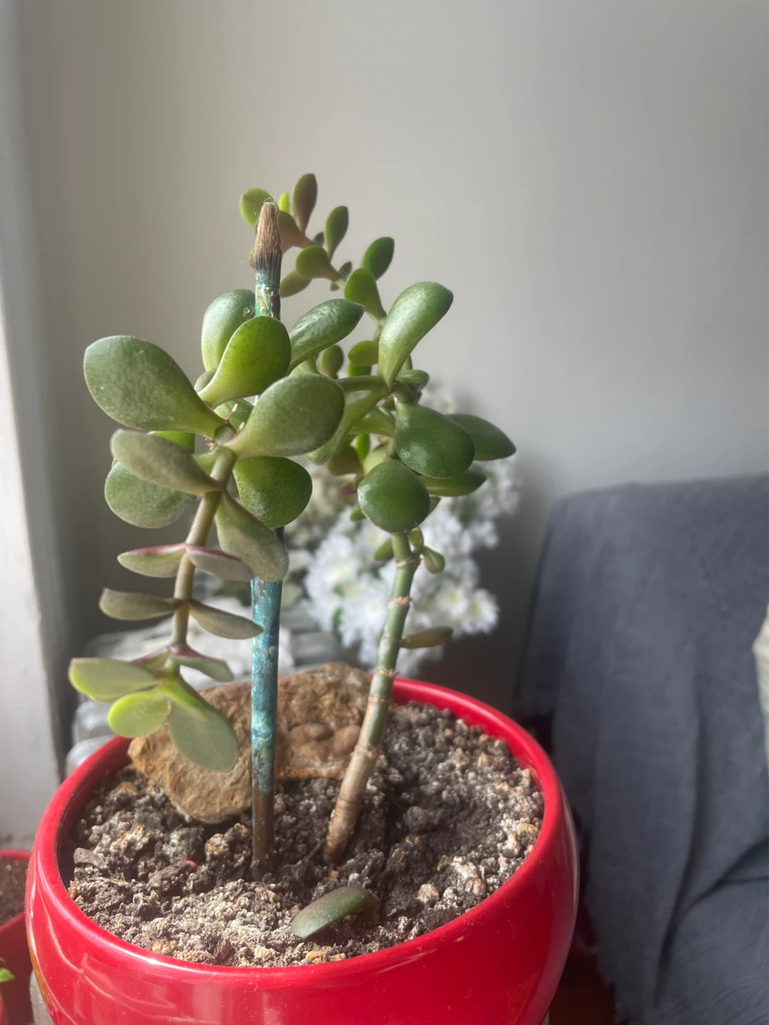 Free Jade Plant Cutting (Money Tree) 🌿