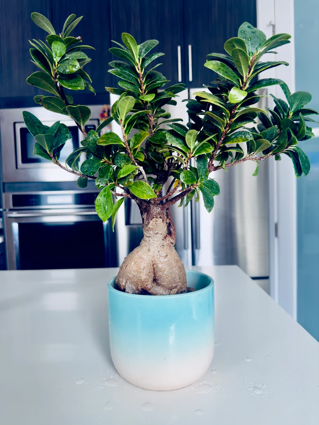 Bonsai Tree in Ceramic Pot