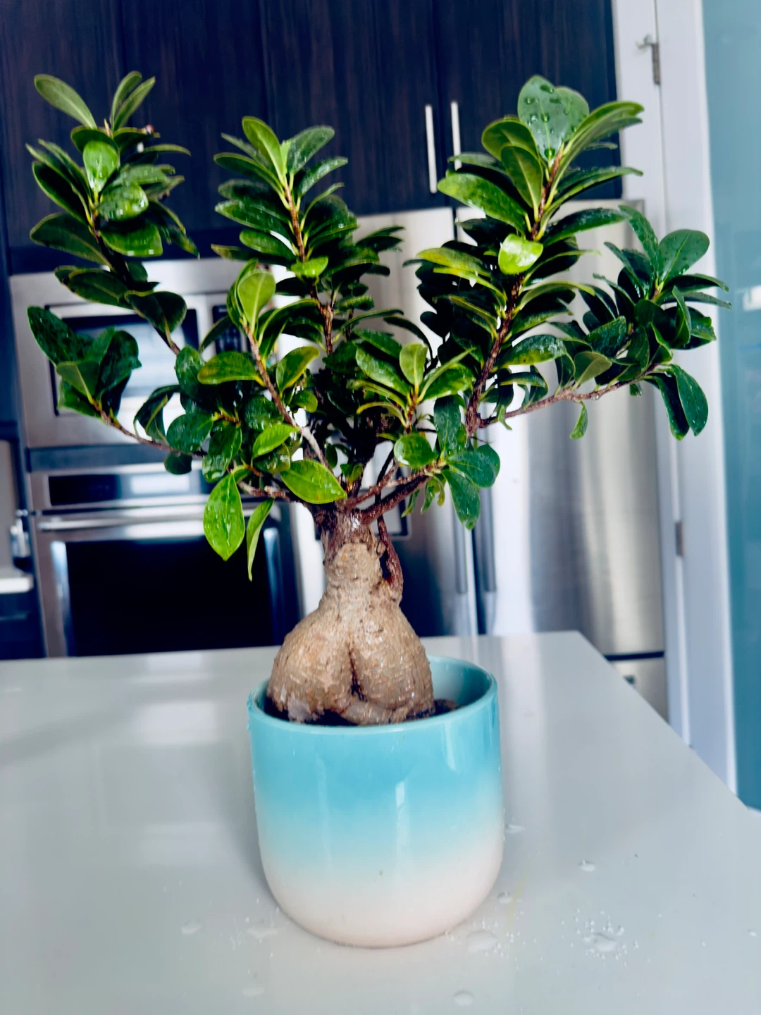 Bonsai Tree in Ceramic Pot - photo 2
