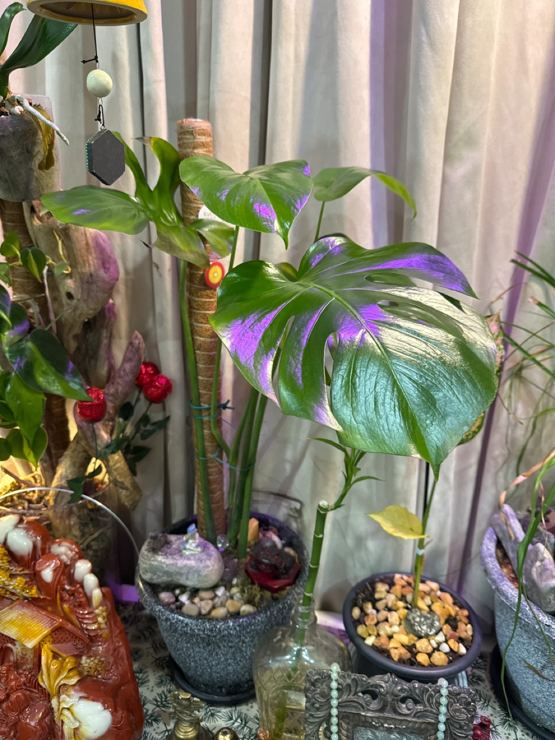 Monstera Deliciosa Plant - photo 2