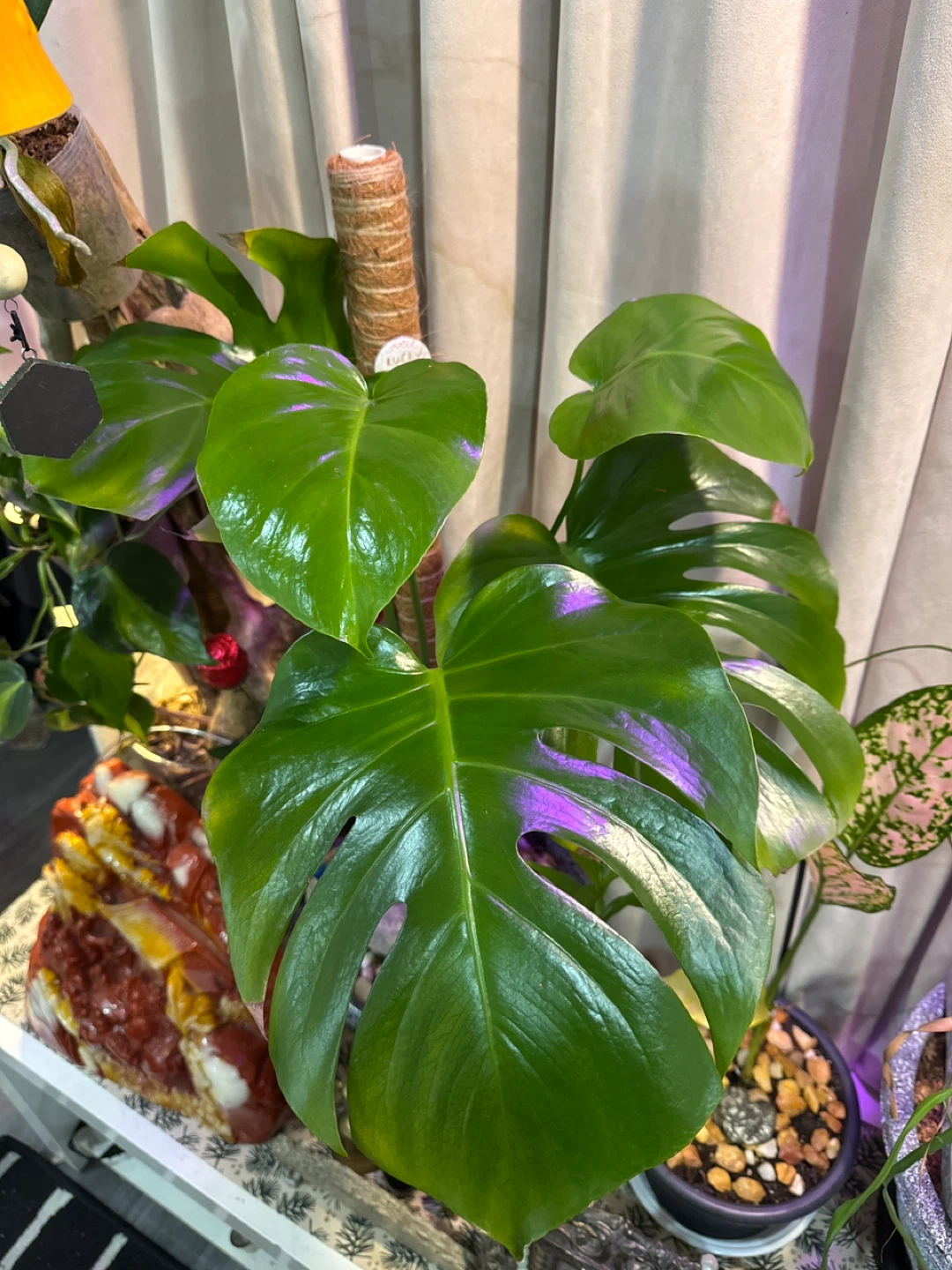 Monstera Deliciosa Plant