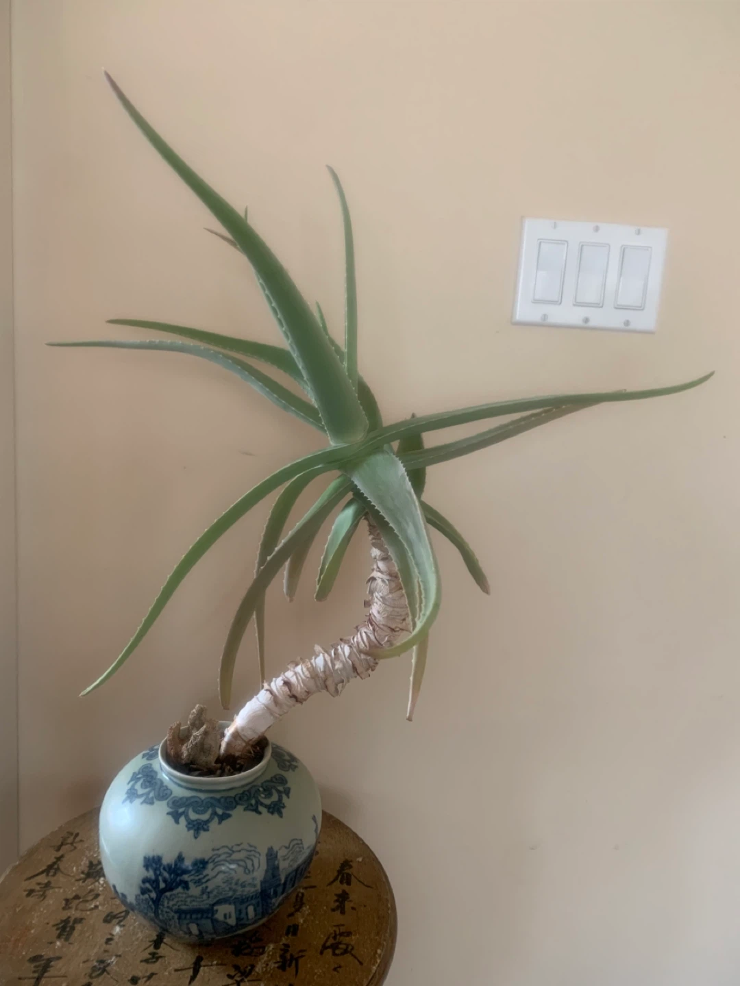 Beautiful 20 year old Aloe Vera Plant in Vintage Chinese pot - photo 2