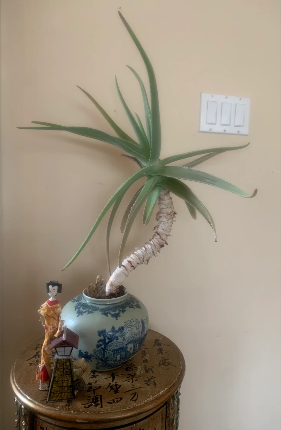 Beautiful 20 year old Aloe Vera Plant in Vintage Chinese pot - photo 3
