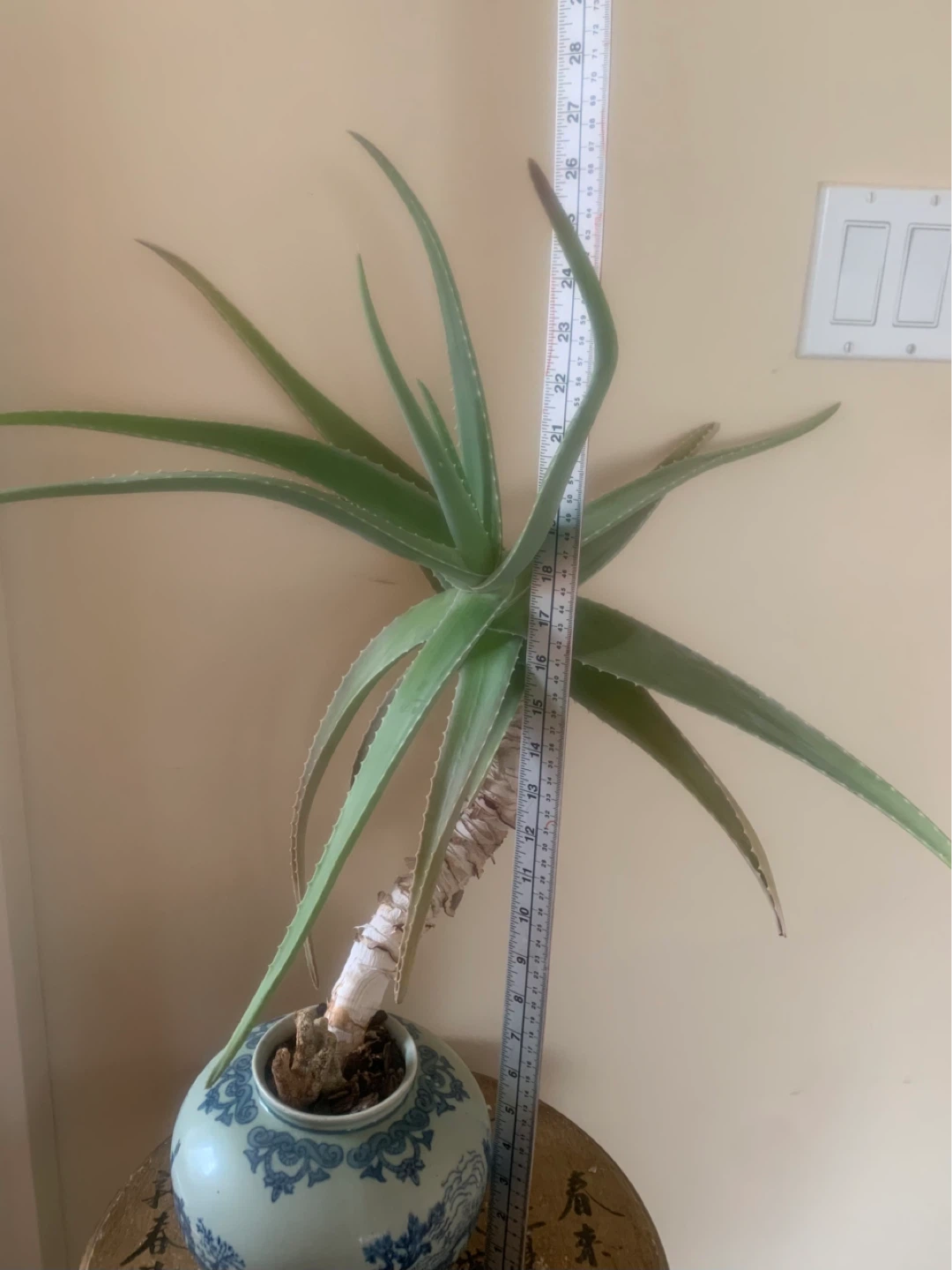 Beautiful 20 year old Aloe Vera Plant in Vintage Chinese pot - photo 4