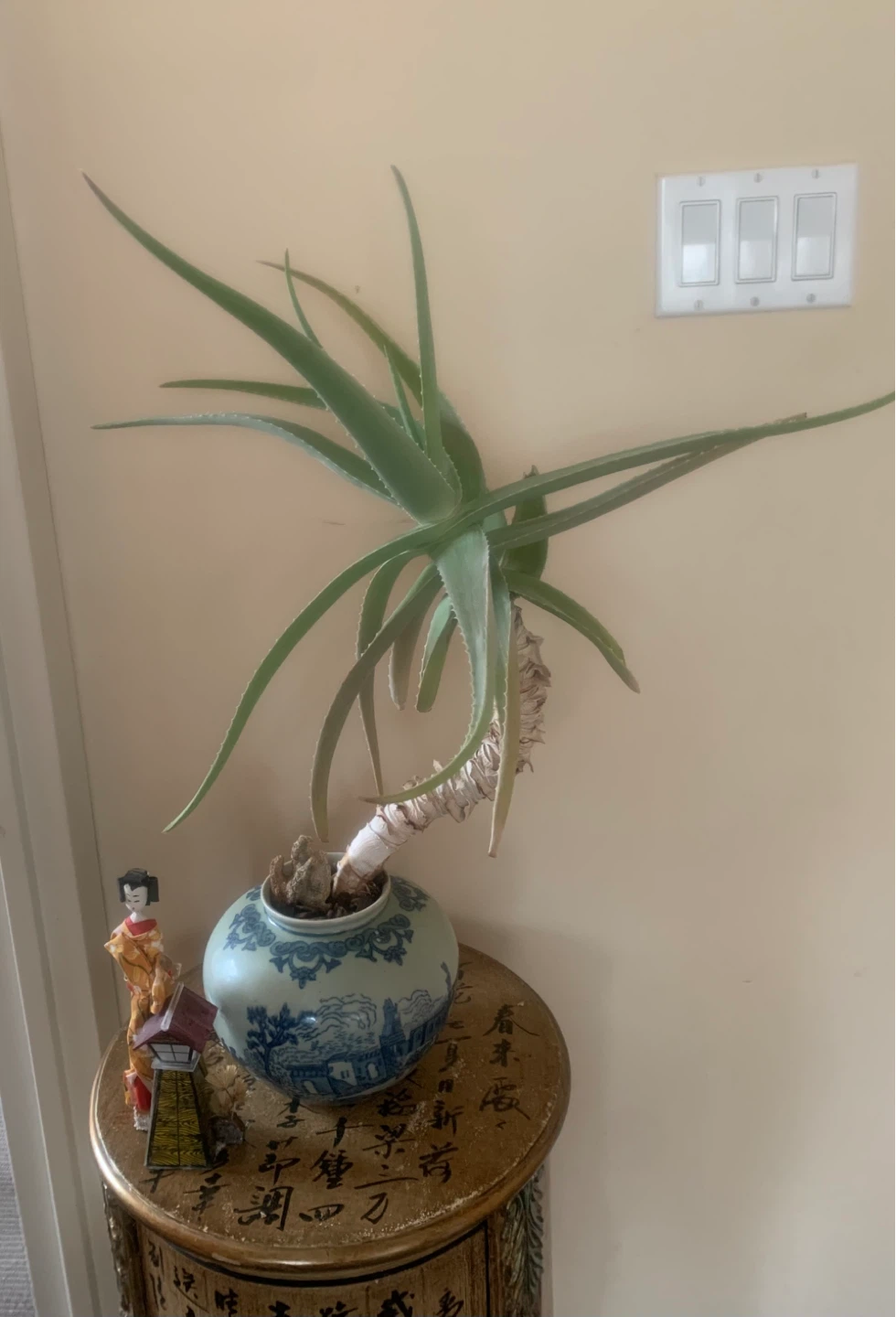 Beautiful 20 year old Aloe Vera Plant in Vintage Chinese pot