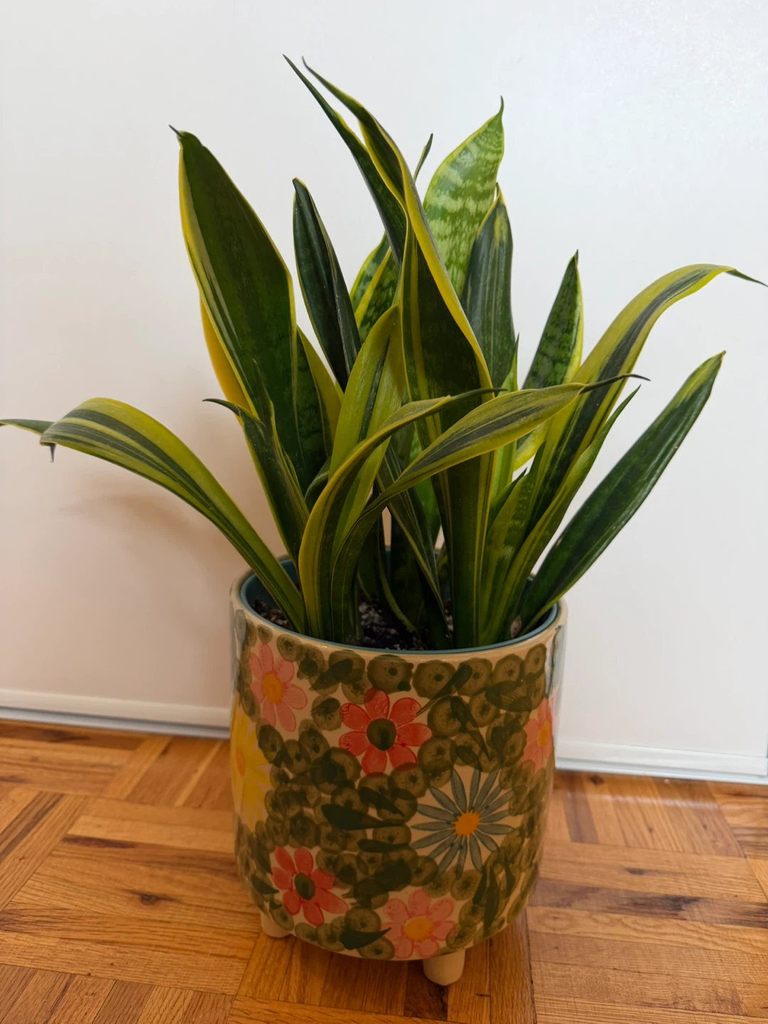 Snake Plant in Floral Pot