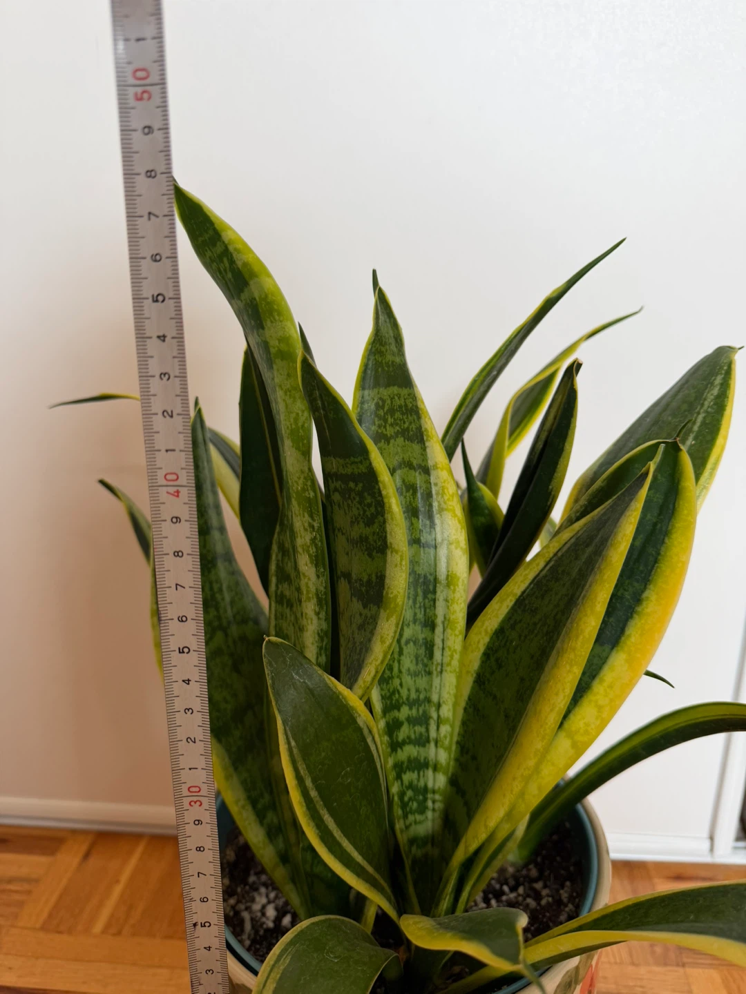 Snake Plant in Floral Pot - photo 4