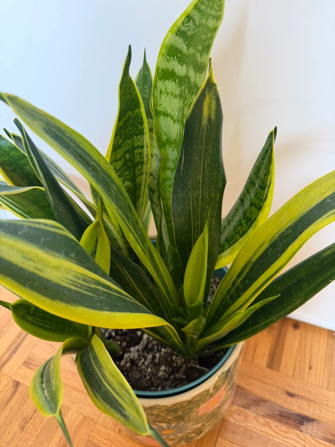 Snake Plant in Floral Pot - photo 2