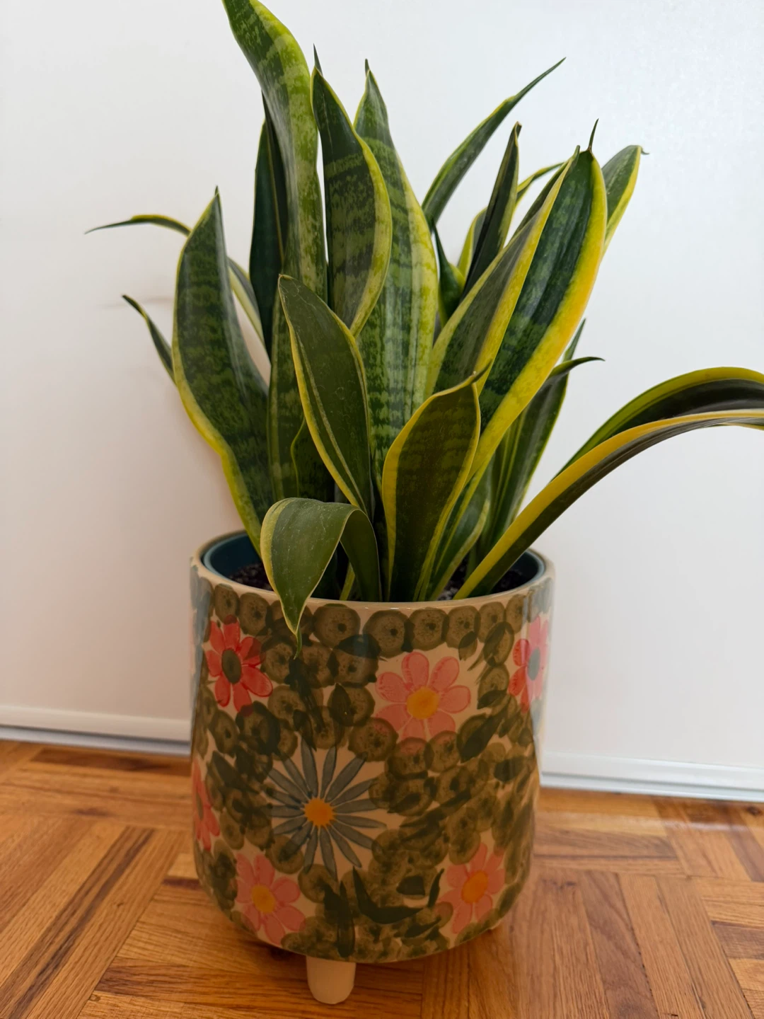 Snake Plant in Floral Pot - photo 5