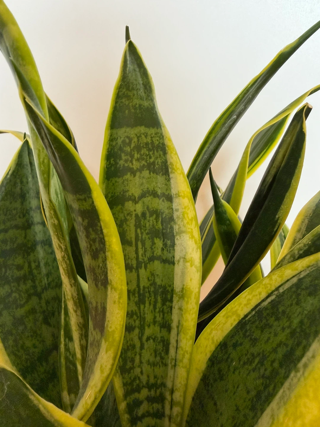 Snake Plant in Floral Pot - photo 3