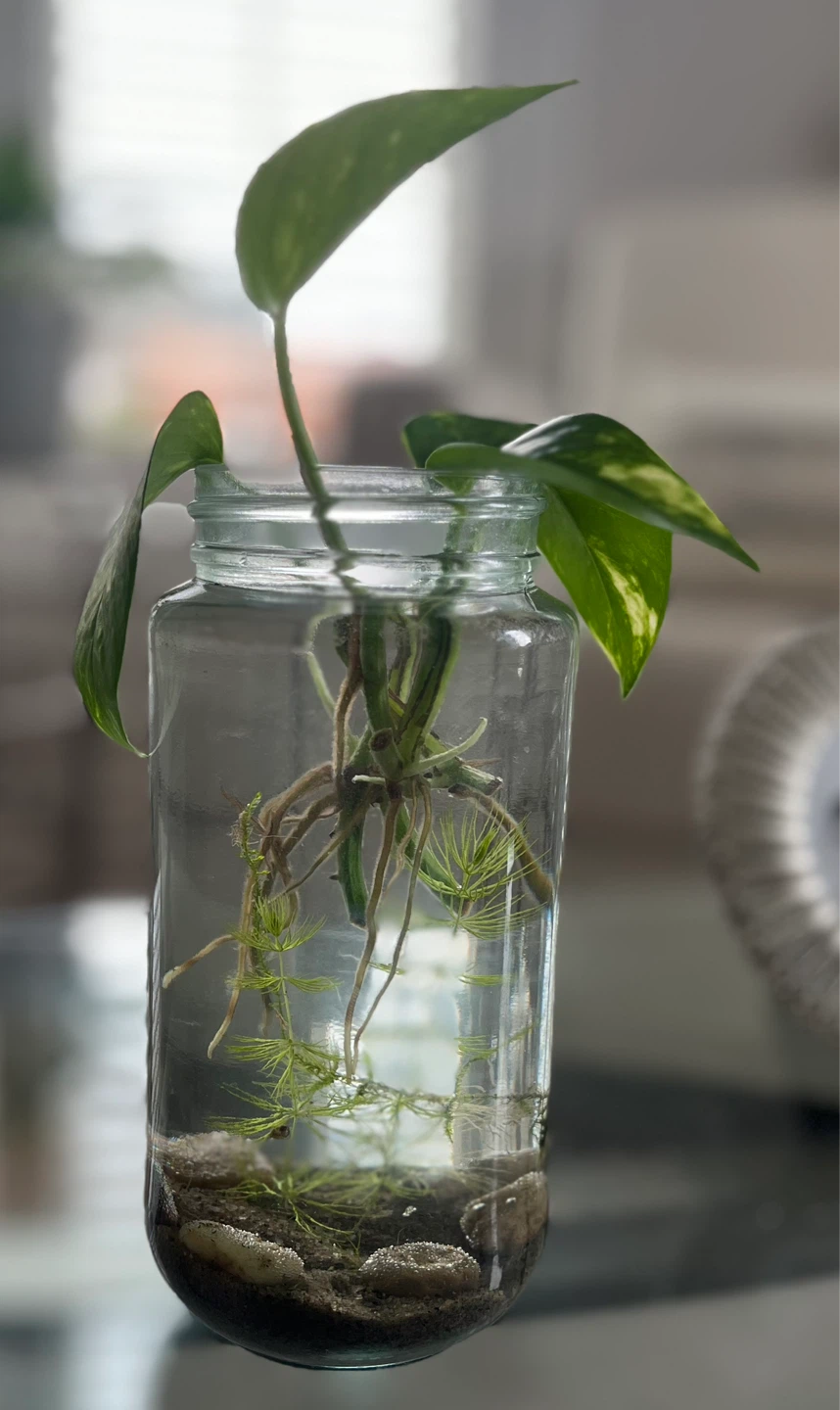 Ecosystem in a jar - photo 3