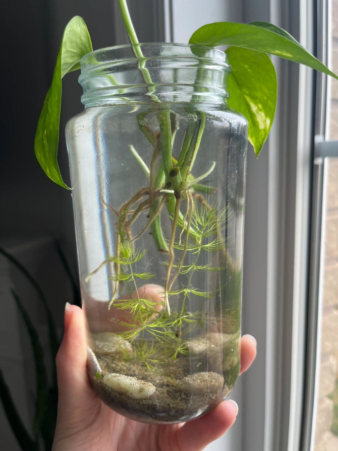 Ecosystem in a jar - photo 5