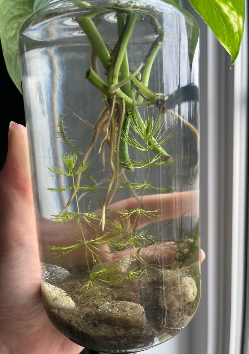 Ecosystem in a jar - photo 2