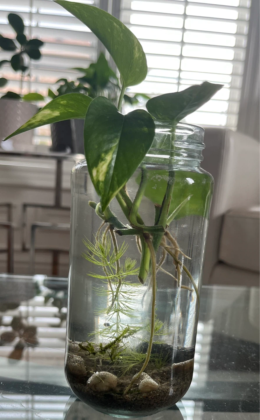 Ecosystem in a jar