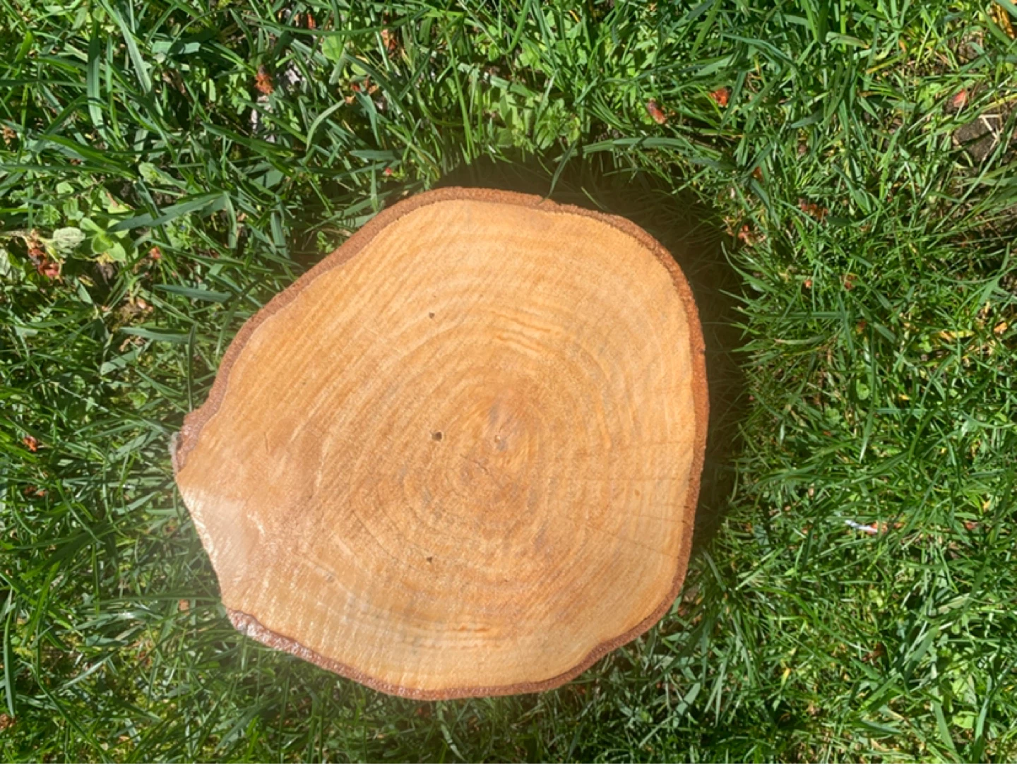 Wooden Slices - photo 4