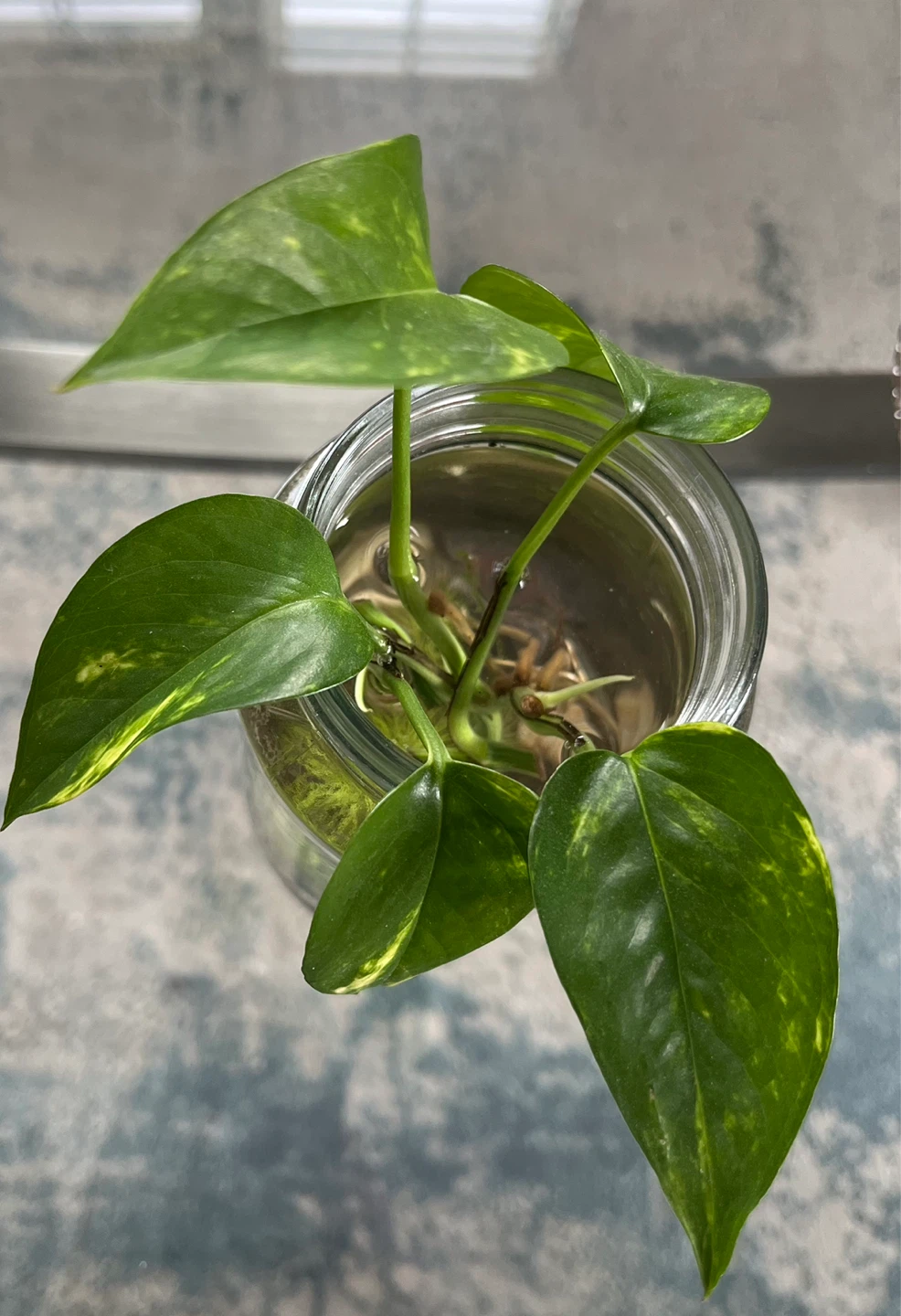 Ecosystem in a jar - photo 4