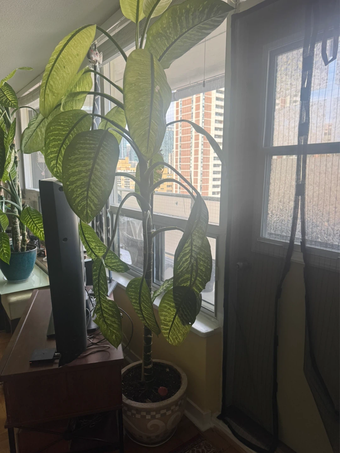 Large Dumb Cane Plant - photo 2