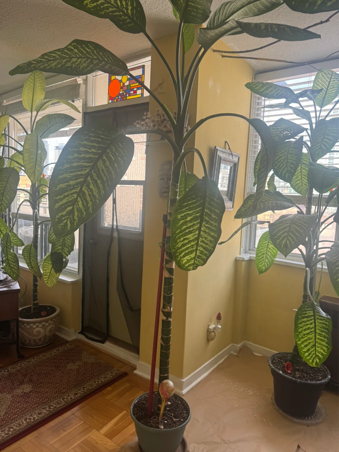 Large Dumb Cane Plant - photo 3